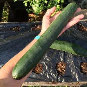 Huge Cuke