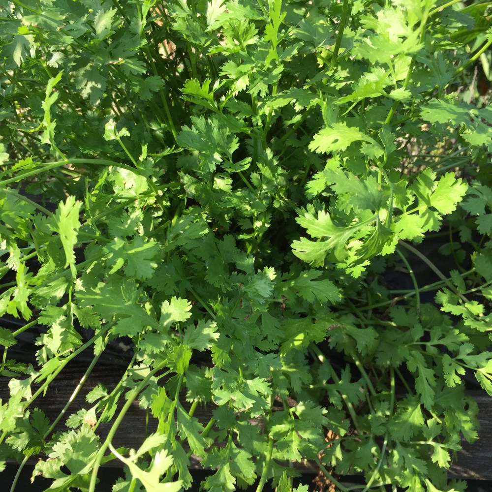 cilantro