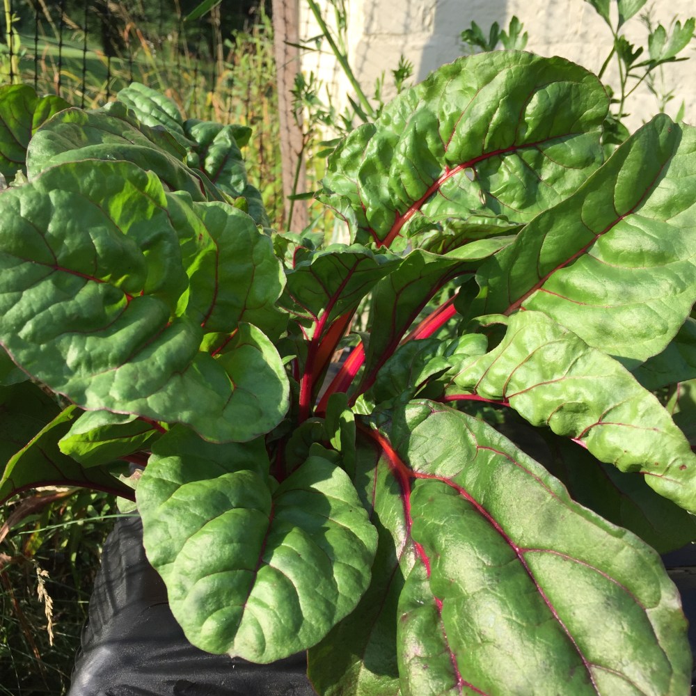 Swiss Chard