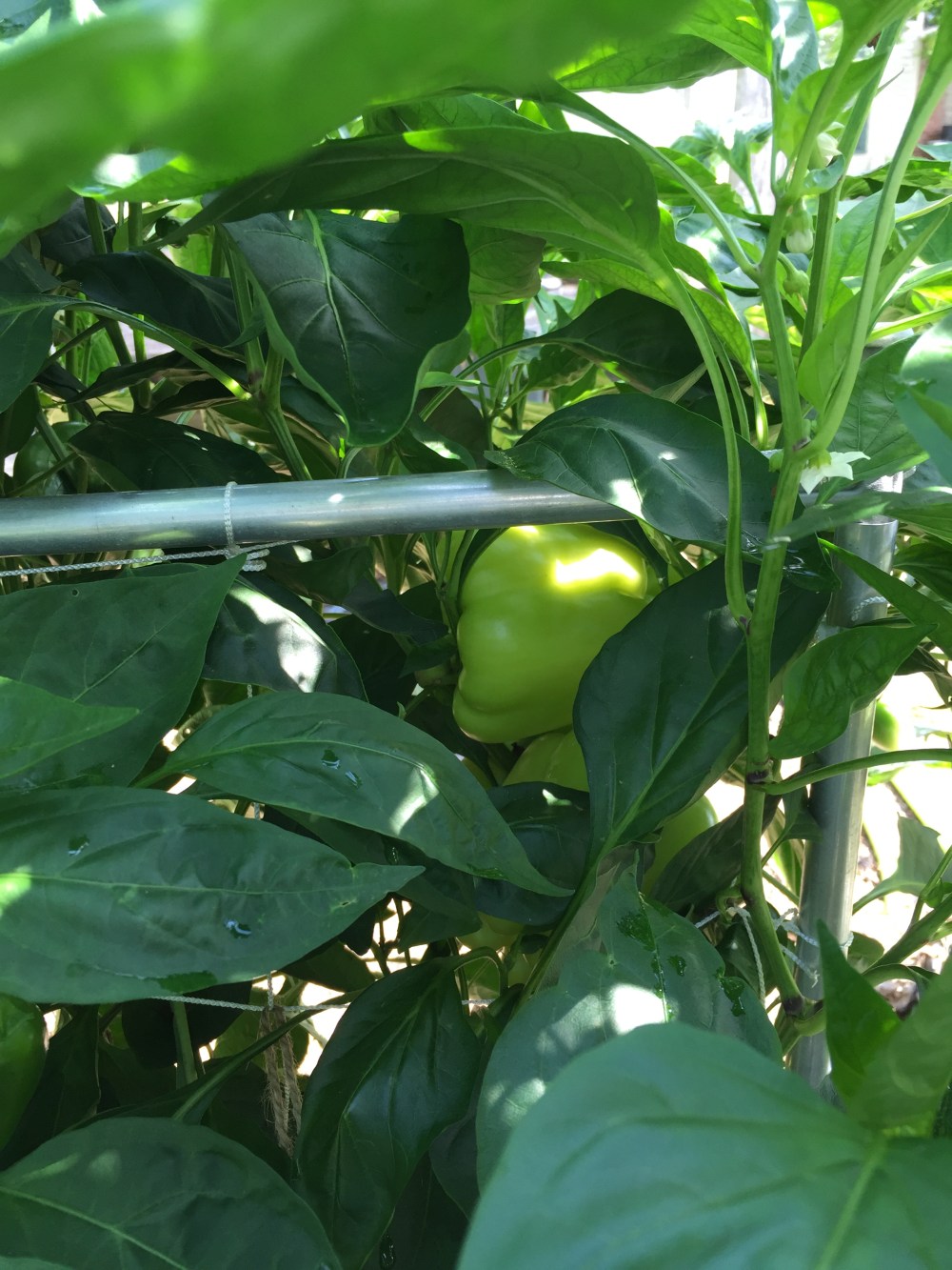 Immature Bell Pepper