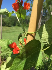 Scarlet Runner Beans