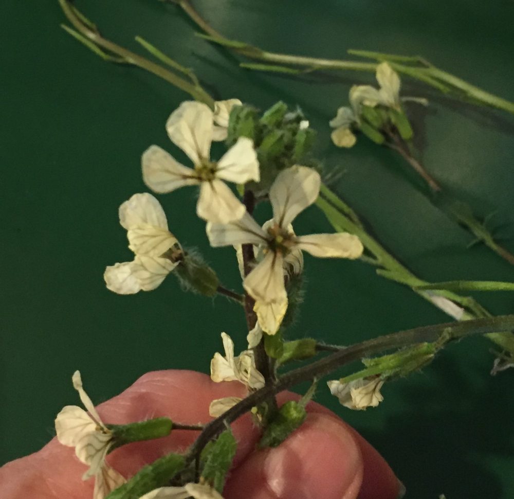 arugula flowers