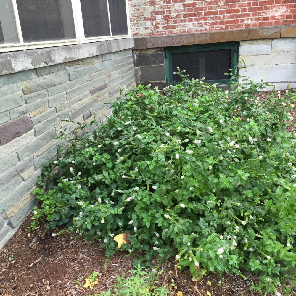 mint bush, Sept 2016