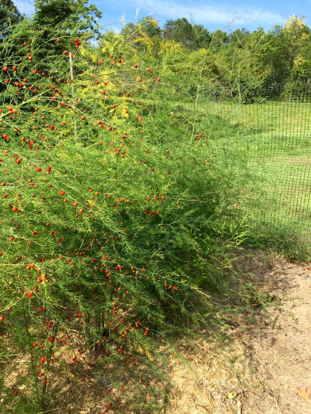 Asparagus berries.jpg