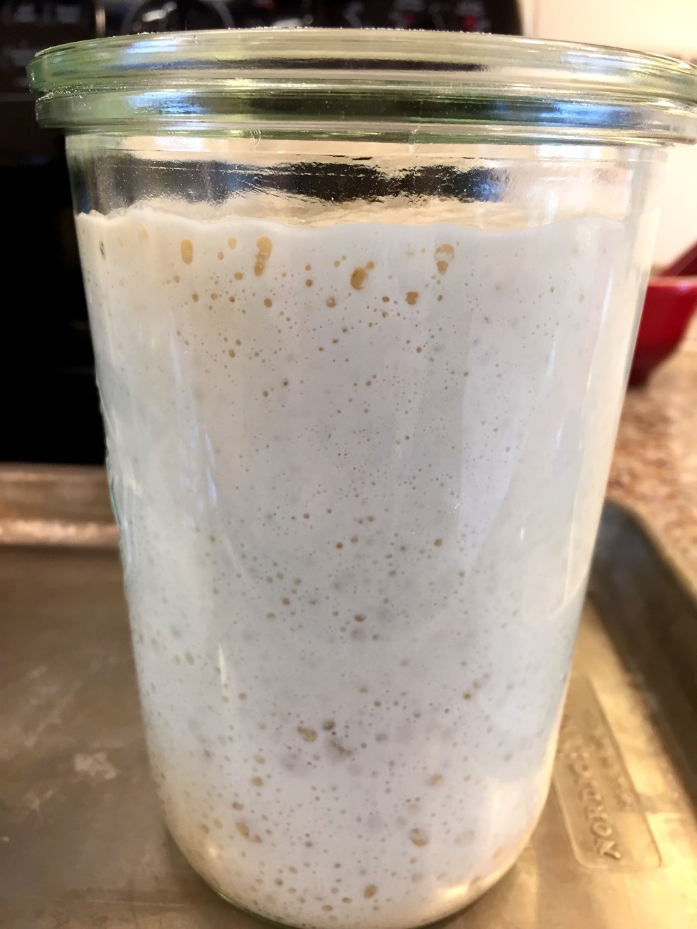 Sourdough starter